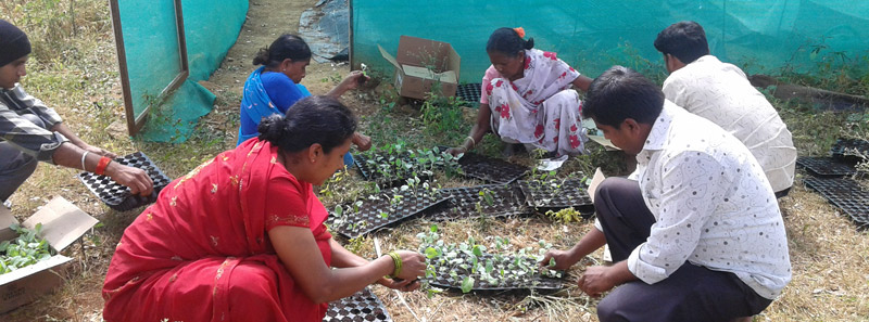 Chigaru Vegetable nursery producer Group Hosadoddi