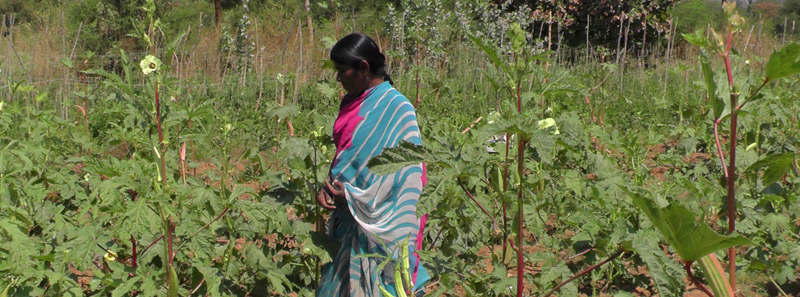 Vegetable seed producer group photos